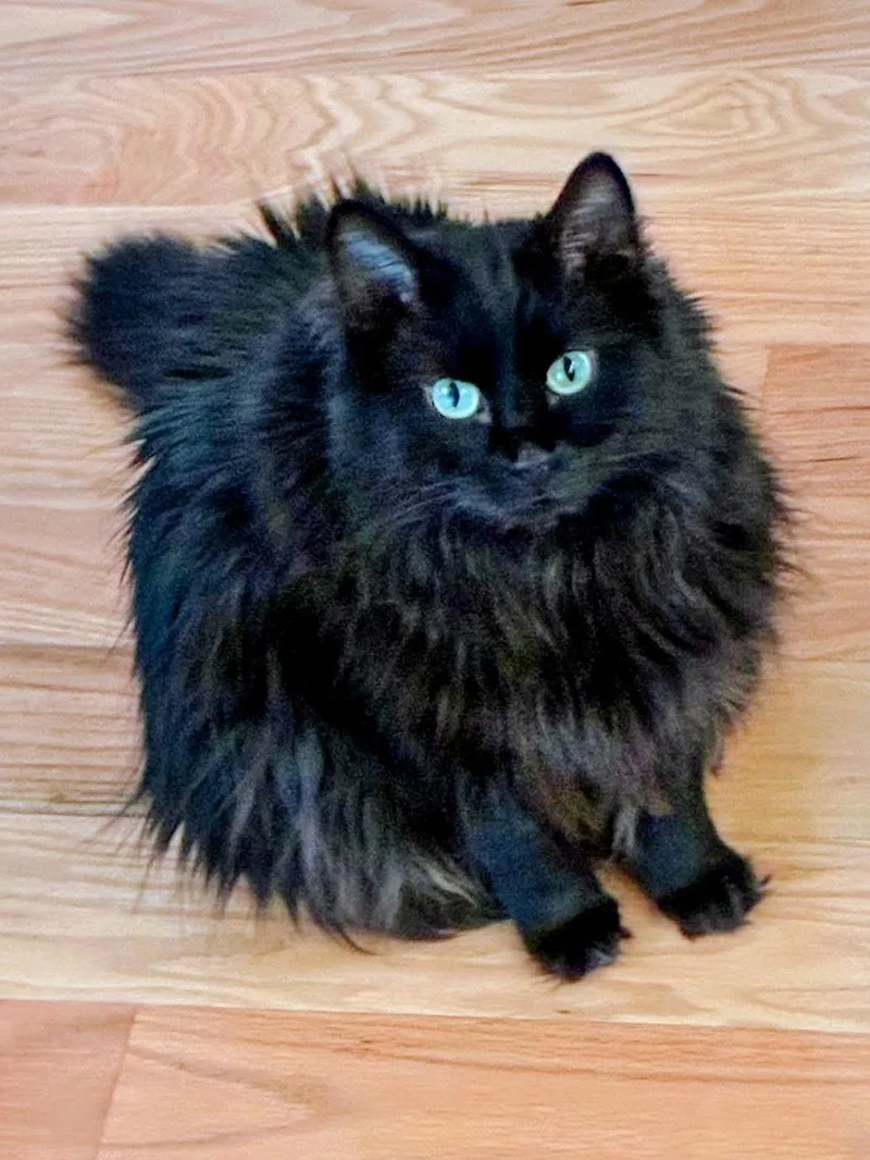 Shadow