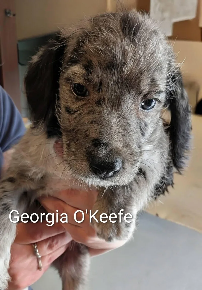 A baby medium-sized female Merle (Blue) Catahoula Leopard Dog dog named Georgia O'keefe Works Of for adoption in Amelia, OH