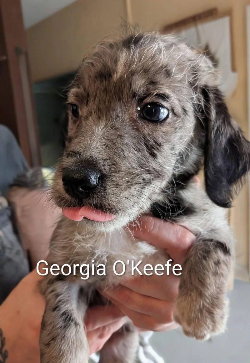 Georgia O'keefe Works Of thumbnail 2