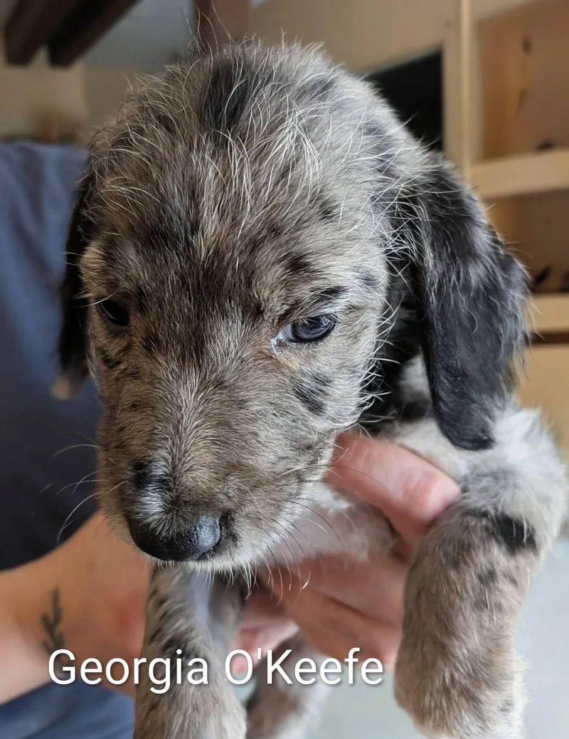 Georgia O'keefe Works Of thumbnail 3