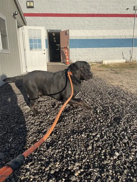 An adult large-sized male Labrador Retriever dog named Chunk for adoption in Casper, WY