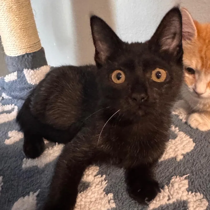 A baby small-sized female Black Domestic Short Hair cat named Luca for adoption in TITUSVILLE, FL