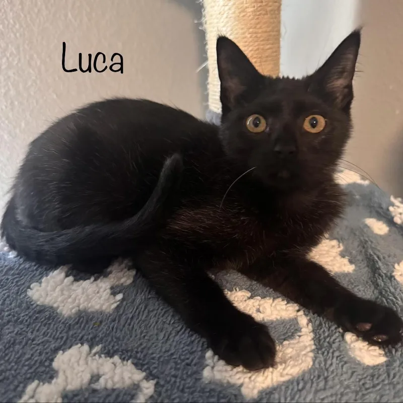 Luca thumbnail 3