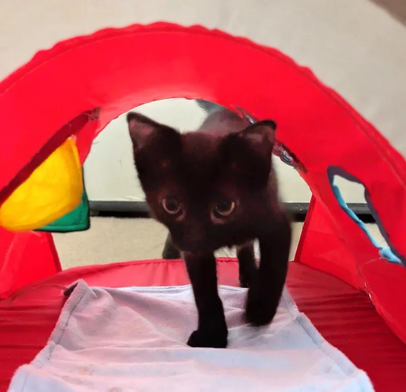 A baby small-sized male Black Domestic Short Hair cat named Billy for adoption in Burbank, CA