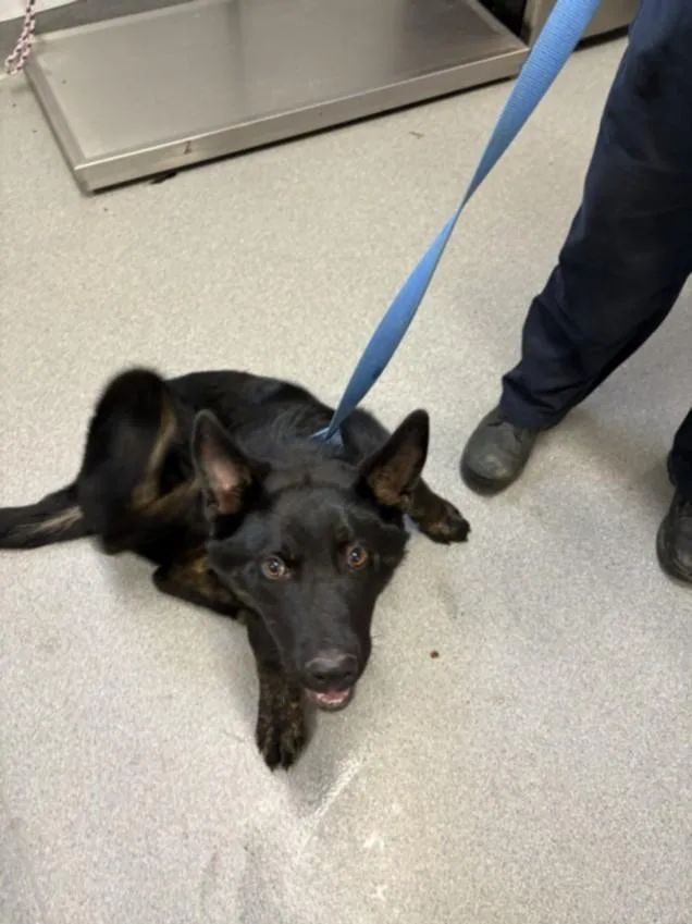An adult medium-sized male German Shepherd Dog dog named A for adoption in Olivehurst, CA