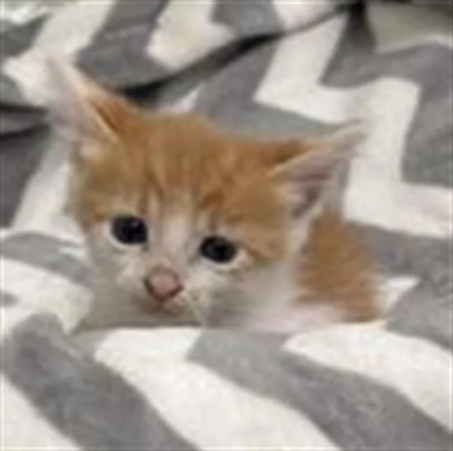 A baby small-sized male Domestic Short Hair cat named Jerry for adoption in Rosenberg, TX