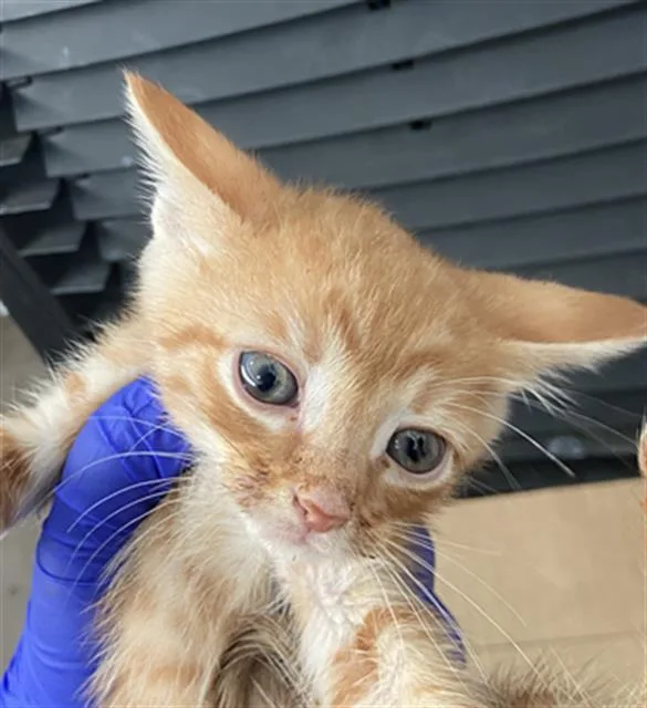 A baby medium-sized male Domestic Short Hair cat named Roo for adoption in Dallas, TX