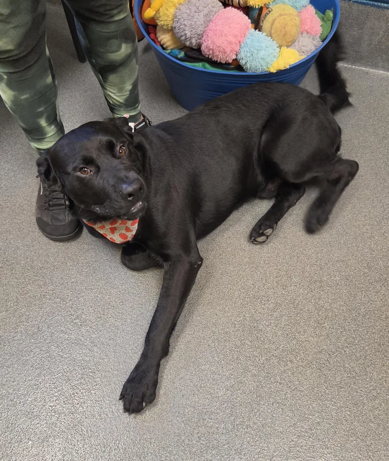 An adult medium-sized male Black Labrador Retriever dog named Obsessed with Obsidian for adoption in Amherst, VA