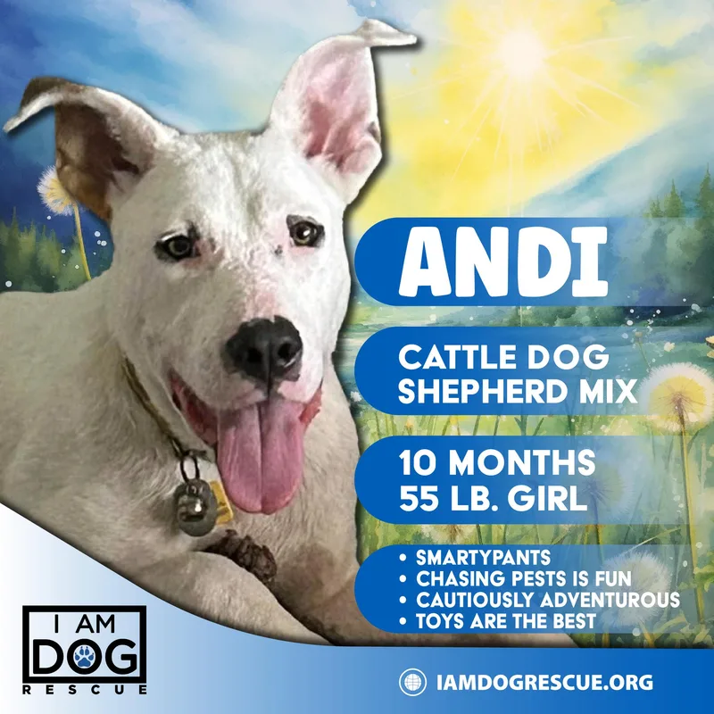A young medium-sized female White / Cream Australian Cattle Dog / Blue Heeler dog named Andi for adoption in Cross Roads, TX