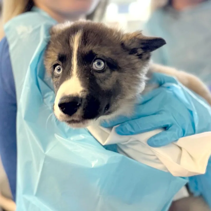 A baby small-sized male Brown / Chocolate Mixed Breed dog named Mast for adoption in Hendersonville, NC