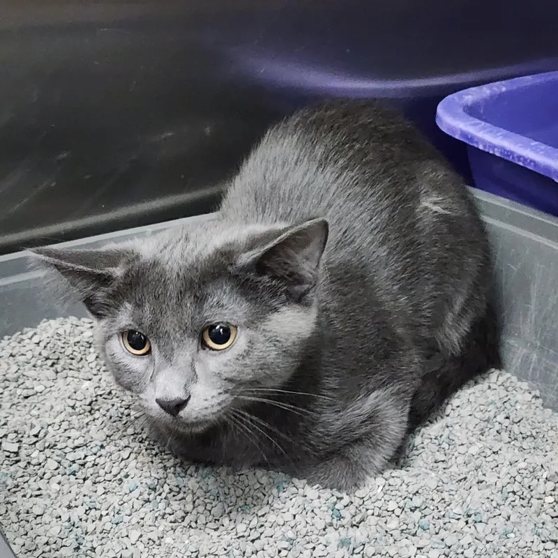 A young medium-sized male Gray / Blue / Silver Domestic Short Hair cat named Scar for adoption in Dixon, IL