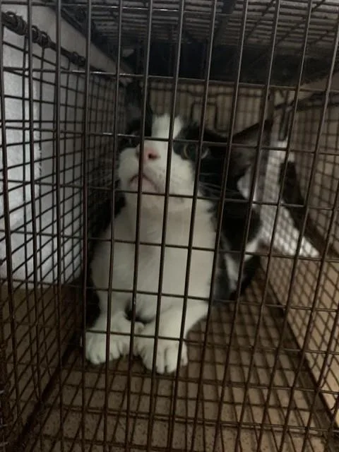 An adult medium-sized male Domestic Short Hair cat named Demetrius for adoption in San Jose, CA