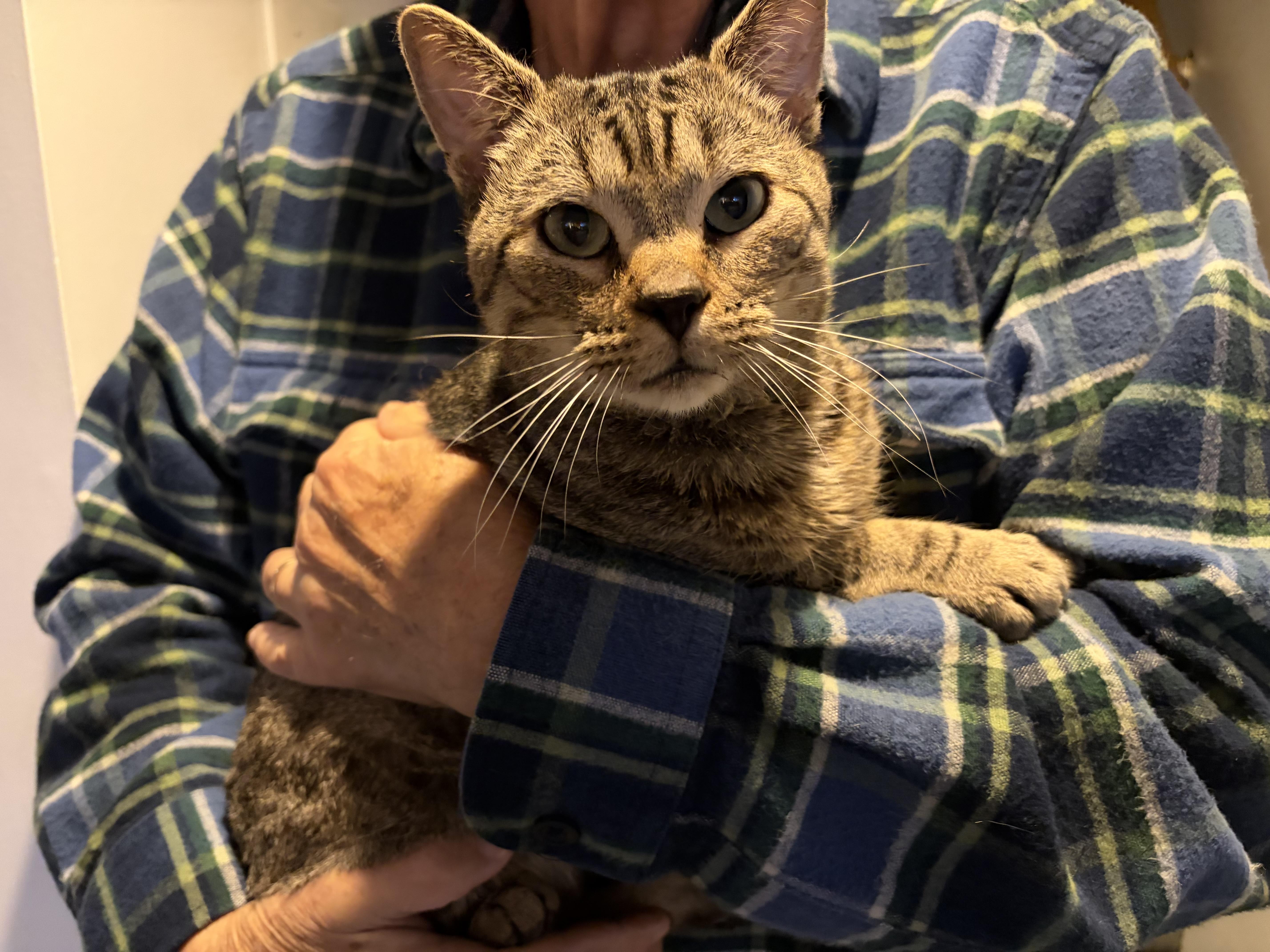 An adult medium-sized male Tabby (Brown / Chocolate) Domestic Short Hair cat named Herman for adoption in Bellmawr, NJ