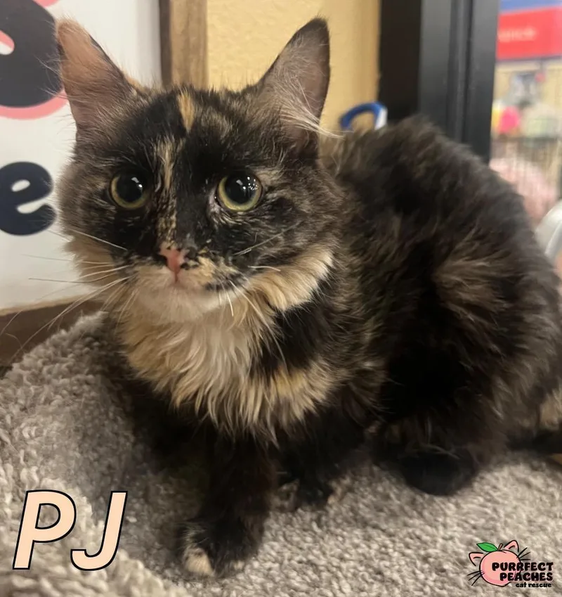 Pj
