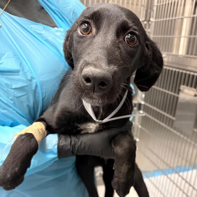 A young medium-sized female Black Pointer dog named Dw for adoption in Pasadena, CA