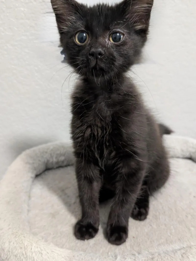 A baby medium-sized male Domestic Short Hair cat named Anaheim for adoption in Austin, TX