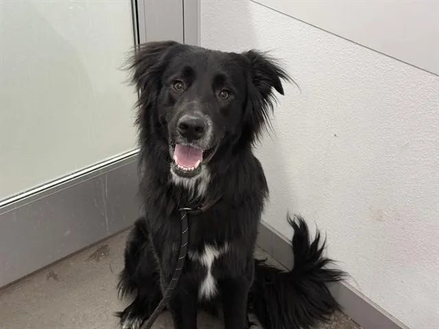 A young medium-sized male Bearded Collie dog named Koda for adoption in Mesa, AZ
