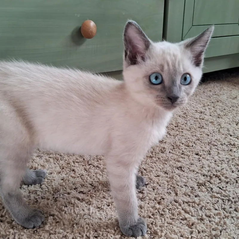 A baby small-sized female Lilac Point Domestic Short Hair cat named Lula AdamsWeingarten for adoption in Morrison, CO