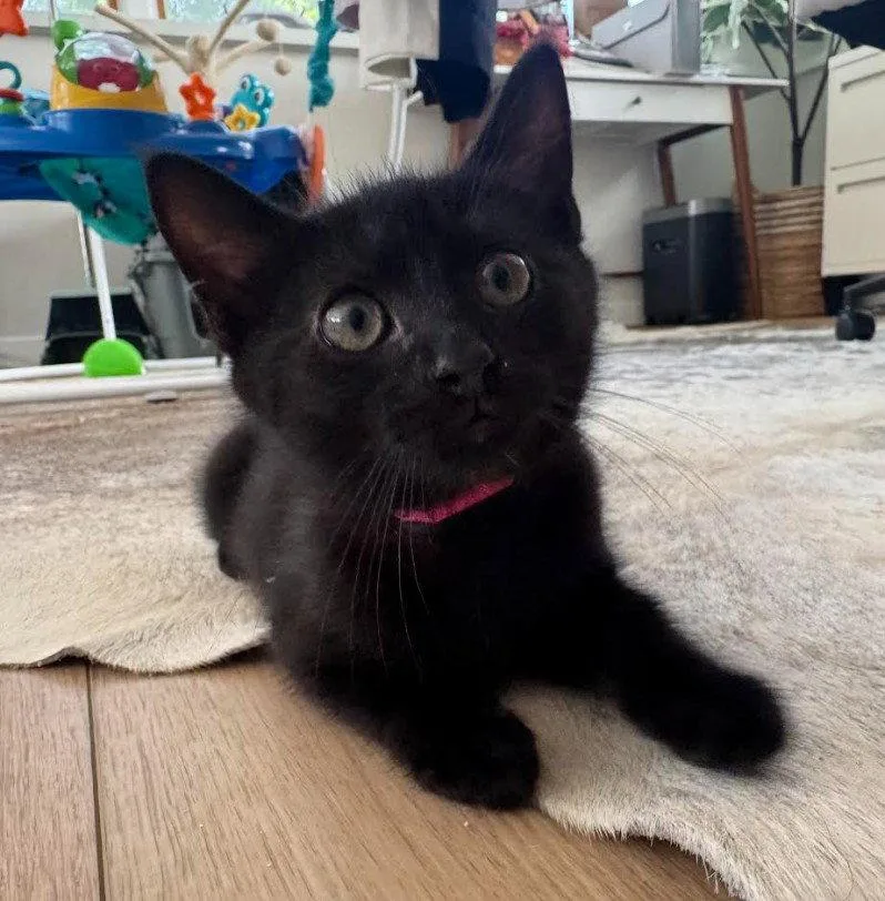 A baby medium-sized female Black Domestic Short Hair cat named Ruby for adoption in Herndon, VA