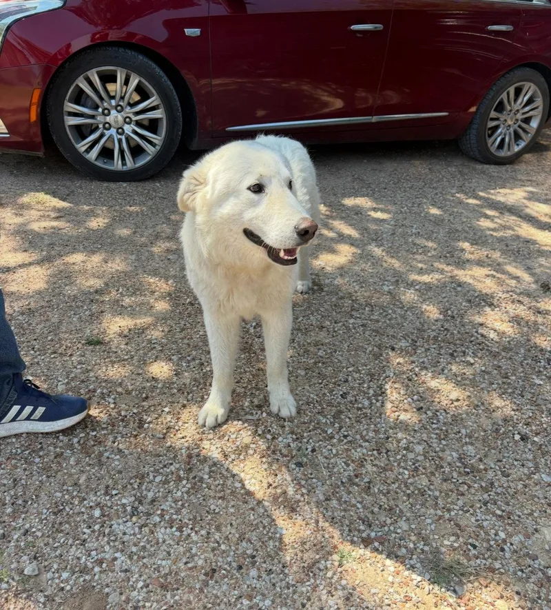 A young large-sized male Great Pyrenees dog named Buddy for adoption in Grafton, WI