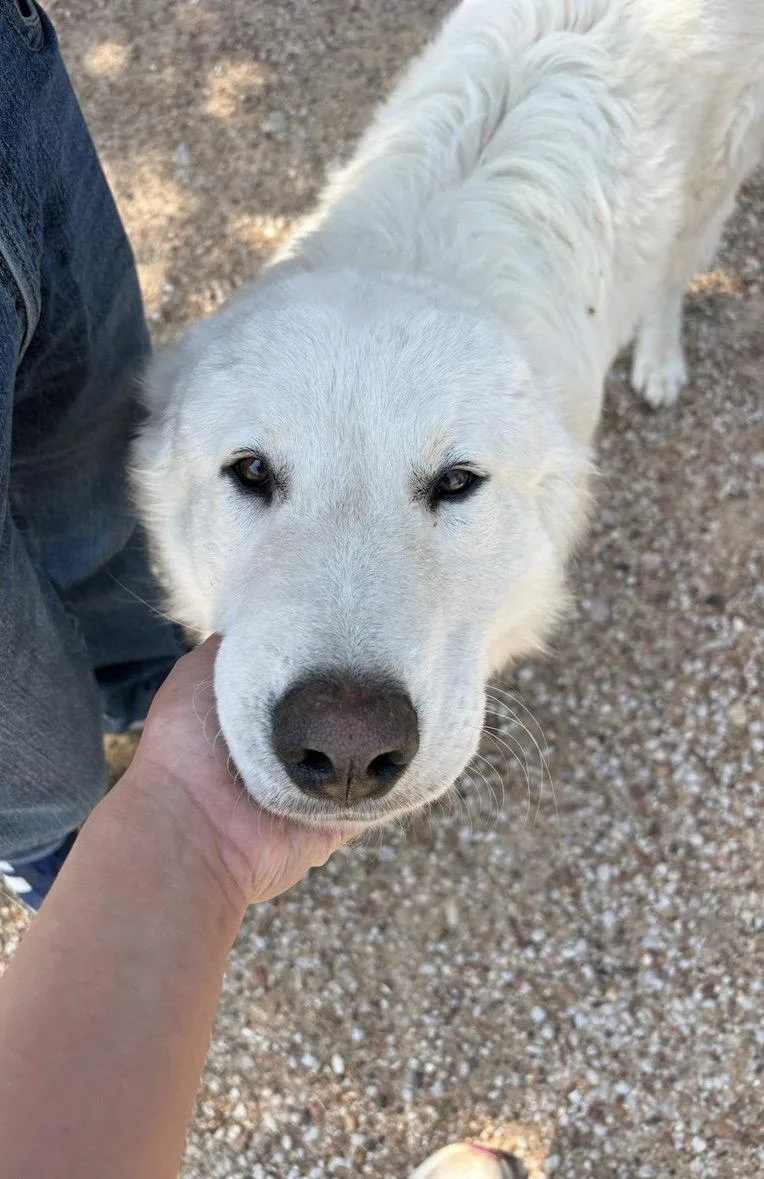 Buddy thumbnail 3