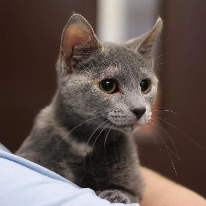 A young small-sized female Tortoiseshell Domestic Short Hair cat named Nubia for adoption in Versailles, KY