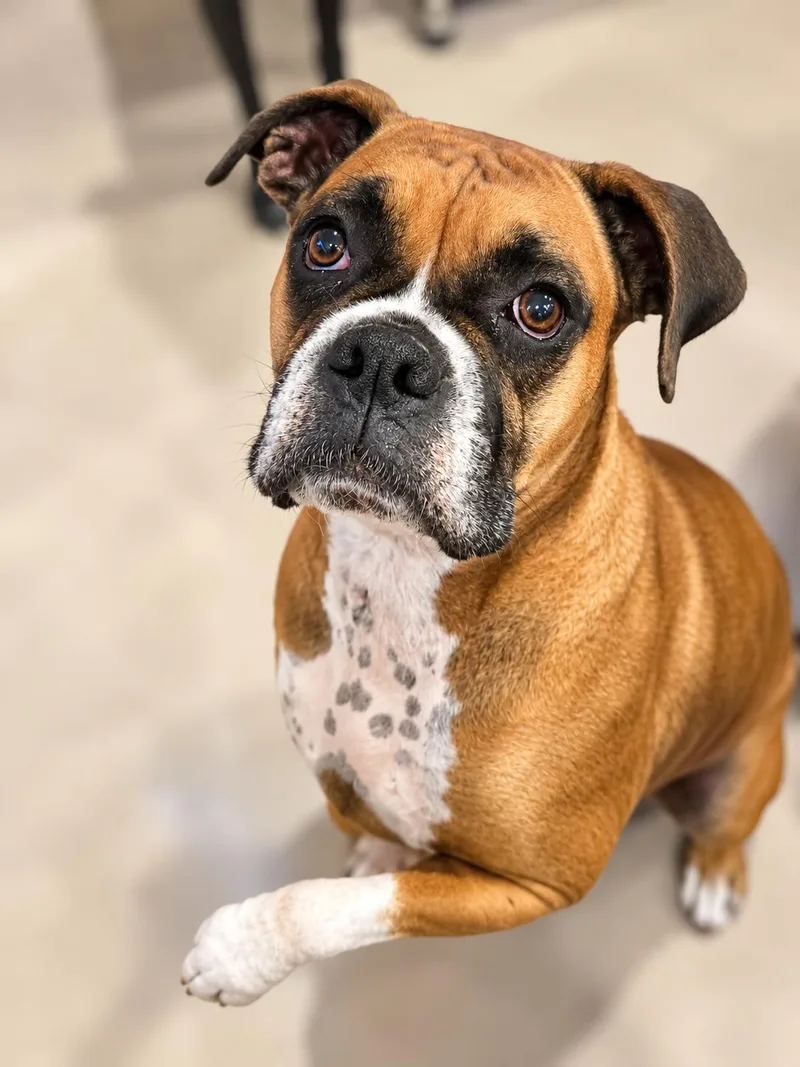 An adult large-sized female Boxer dog named Ellie Mae for adoption in Monticello, NY
