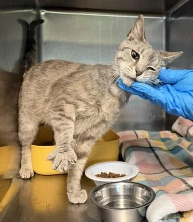 A baby medium-sized male Domestic Short Hair cat named Tristan for adoption in Windsor, CT