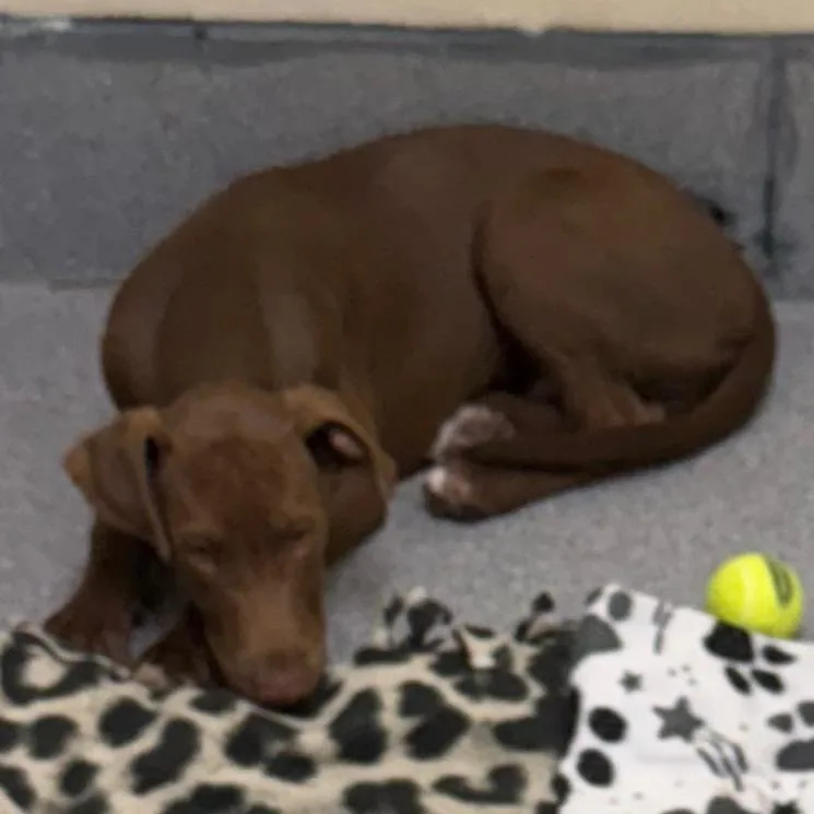 Brownie thumbnail 2