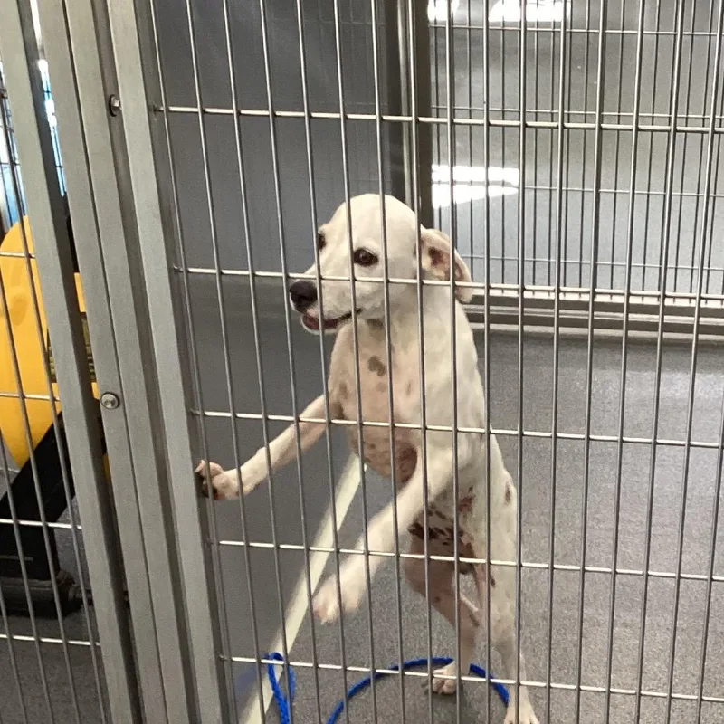A baby small-sized male White / Cream Terrier dog named Billy Jack for adoption in Montgomery, AL