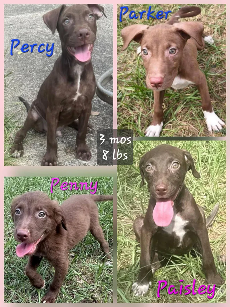 A young medium-sized male German Shorthaired Pointer dog named Percy for adoption in Virginia Beach, VA
