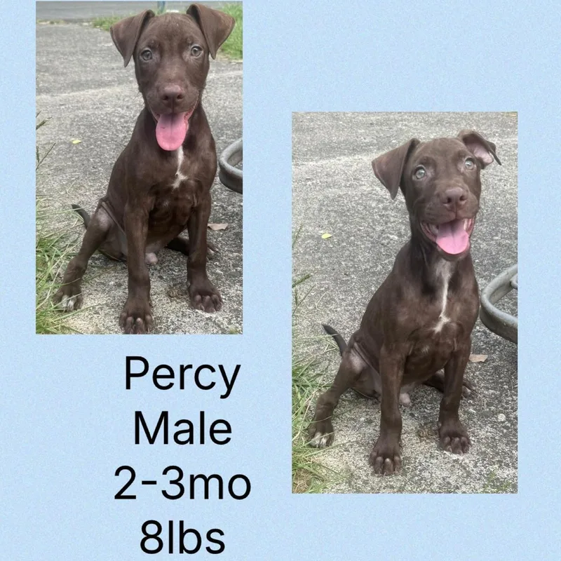 Percy thumbnail 2