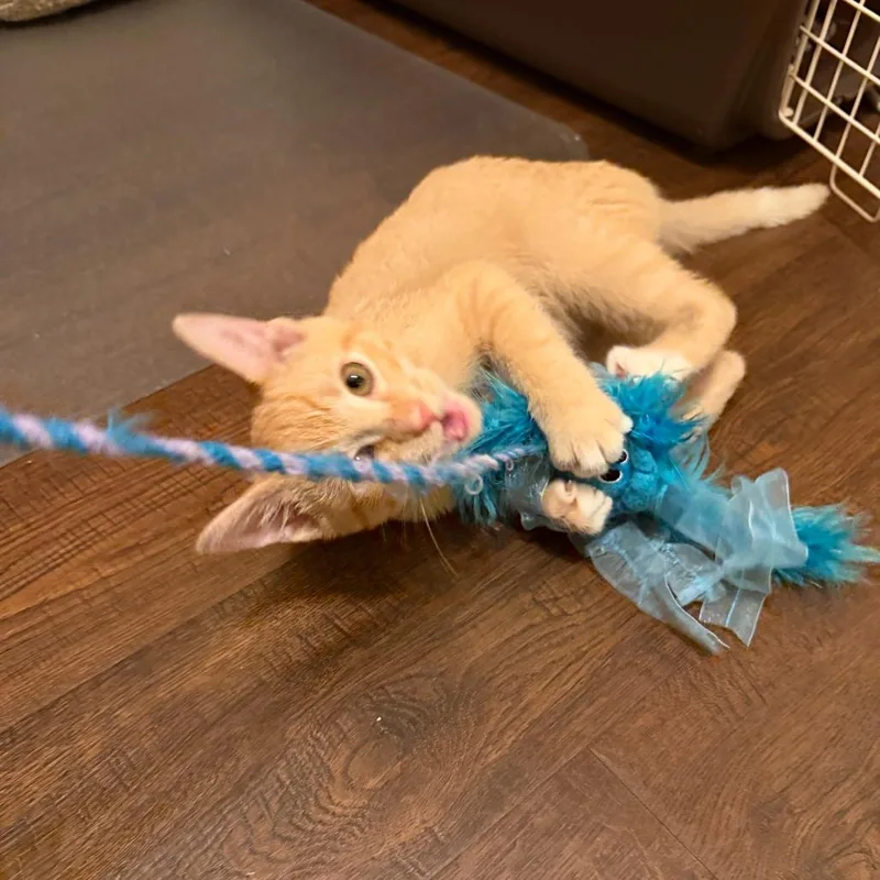 A baby small-sized male Orange / Red Domestic Short Hair cat named Curry for adoption in Evanston, IL