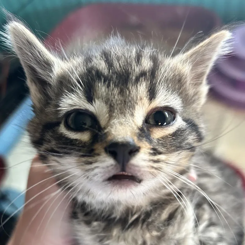 A baby small-sized female Brown / Chocolate Domestic Short Hair cat named Tribecca for adoption in Irwin, PA