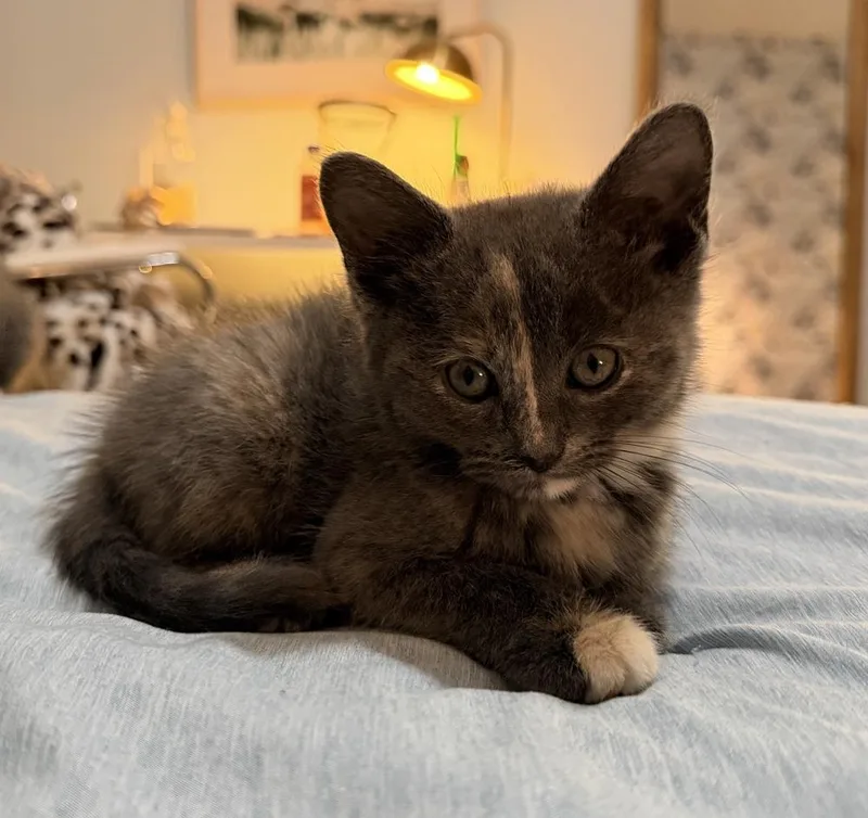 A baby small-sized female Domestic Short Hair cat named Delilah for adoption in Metamora, IL