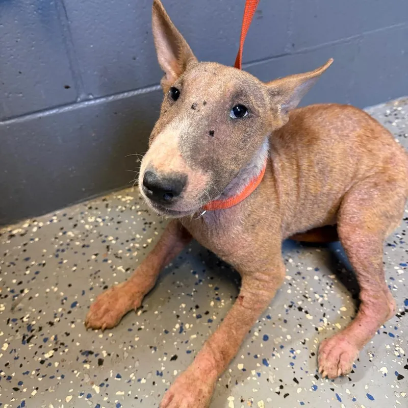 A young medium-sized female Brown / Chocolate Bull Terrier dog named Stephanie for adoption in Tuscaloosa, AL