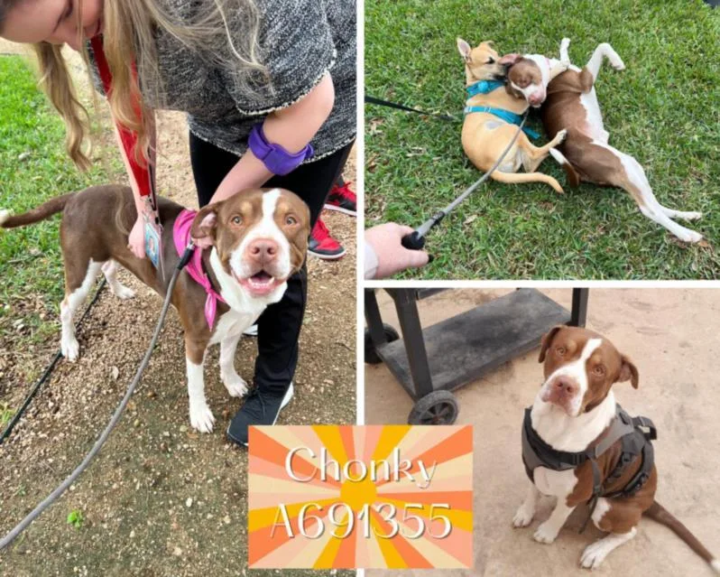 An adult large-sized male American Staffordshire Terrier dog named Chonky for adoption in San Antonio, TX