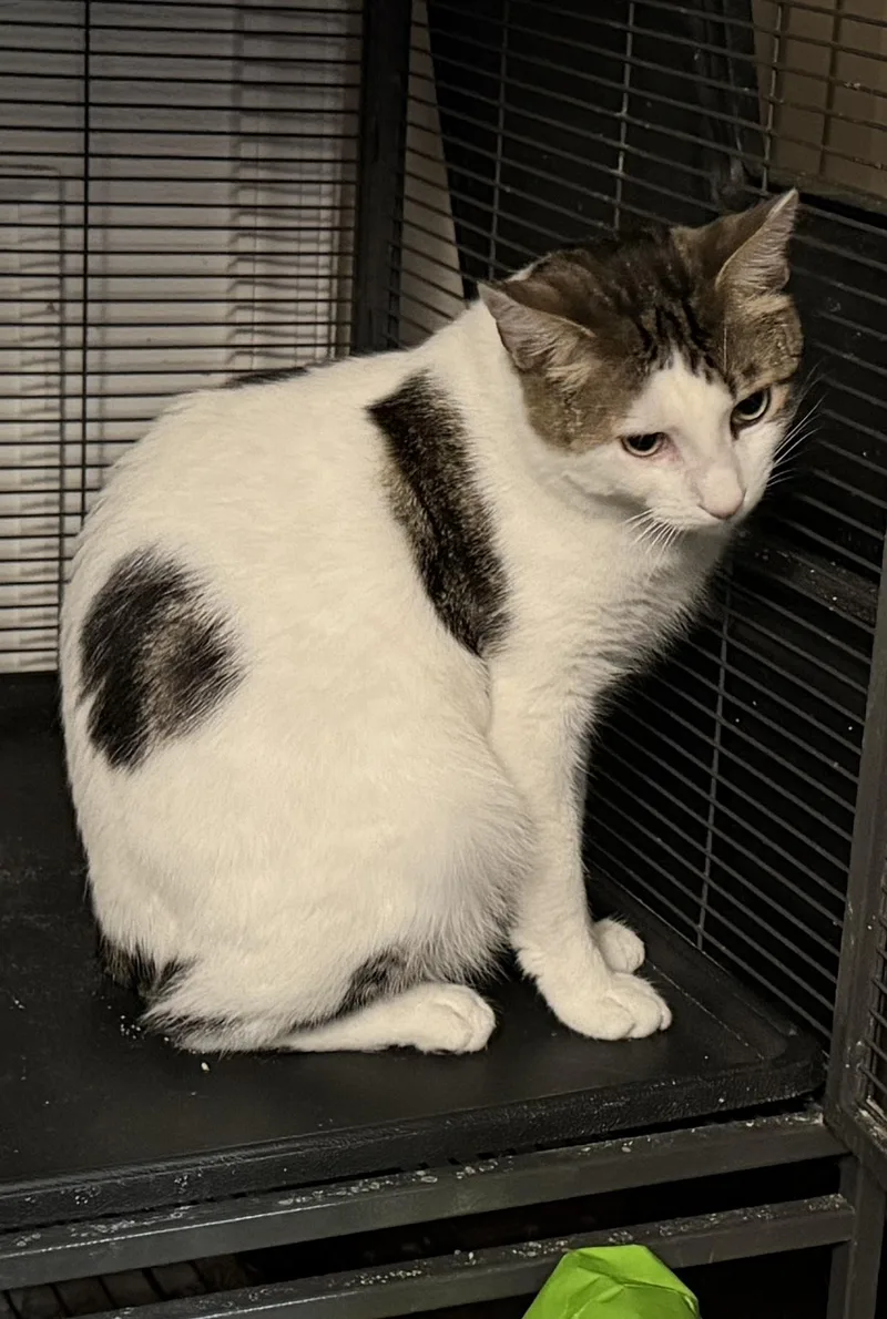 An adult medium-sized male White Domestic Short Hair cat named Zuko for adoption in Elverson, PA
