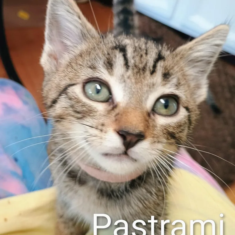 A baby small-sized male Gray / Blue / Silver Domestic Short Hair cat named Pastrami for adoption in Wappingers Falls, NY