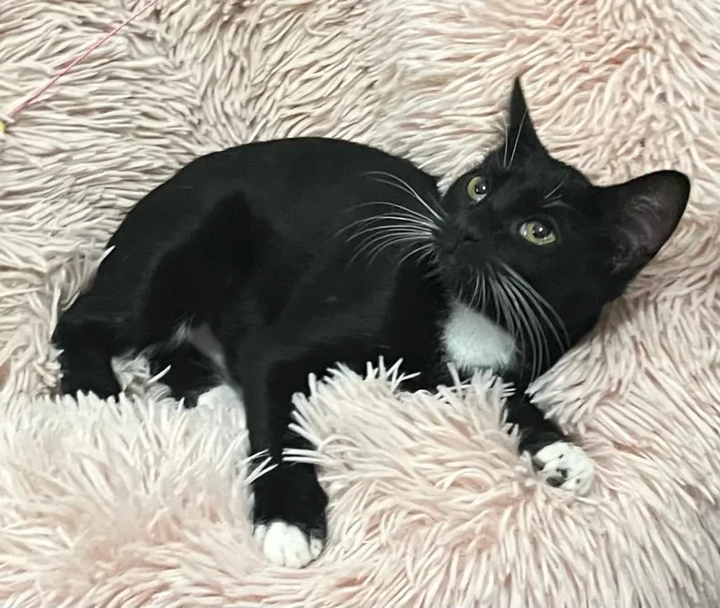 Taki The Tuxedo!! thumbnail 2