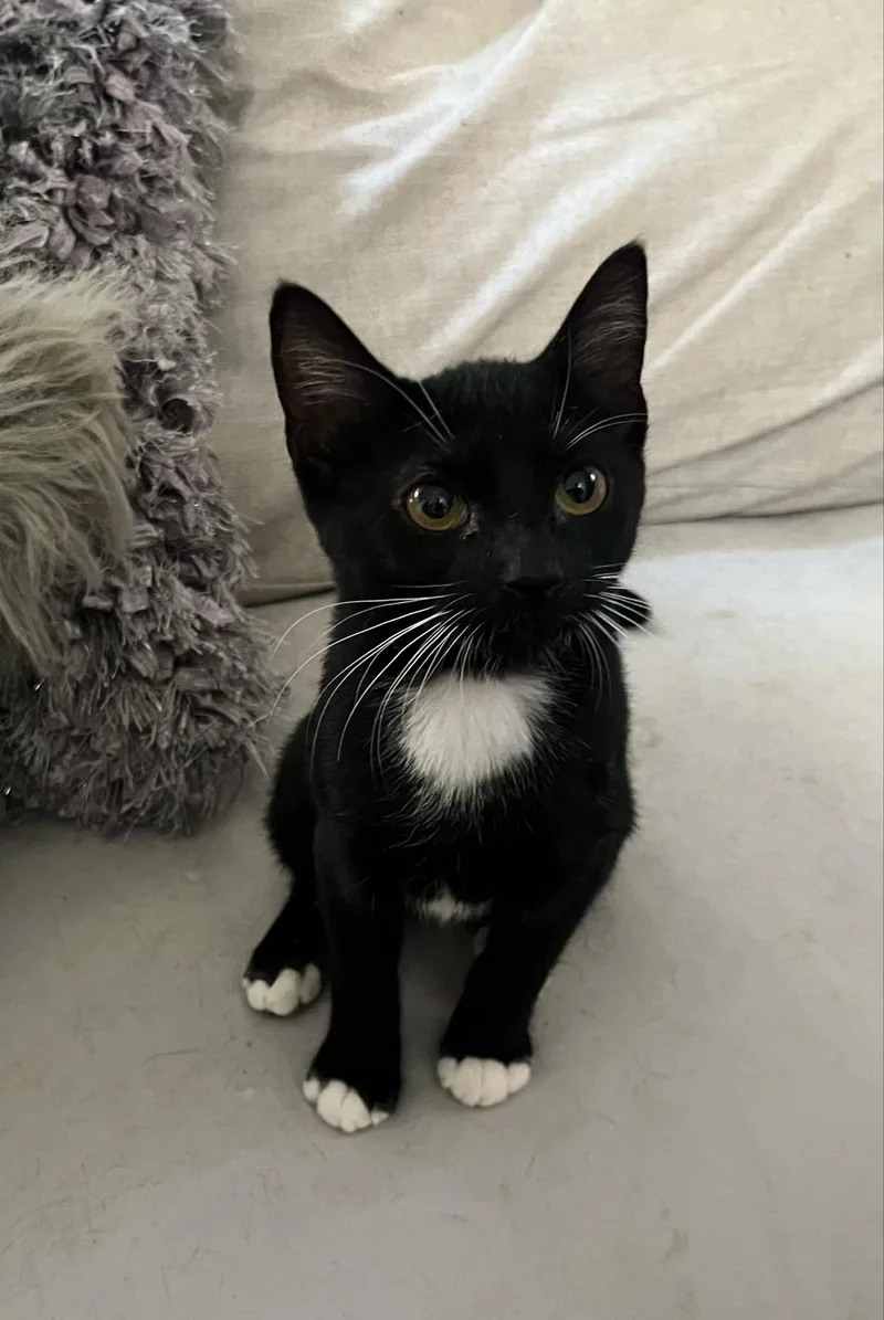 Taki The Tuxedo!! thumbnail 3