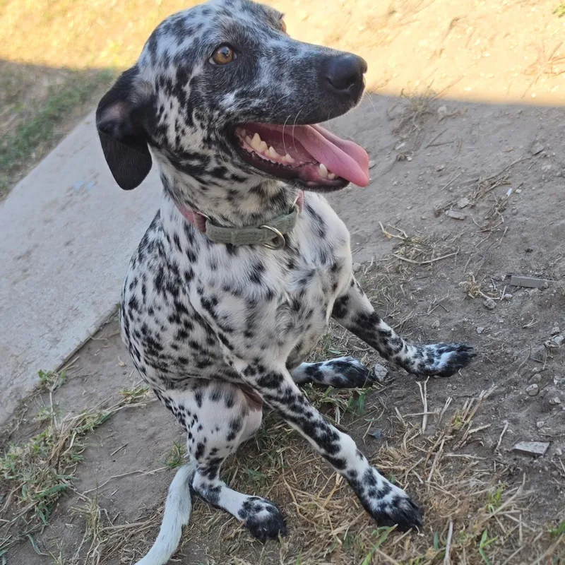 A young medium-sized female White / Cream German Shorthaired Pointer dog named Lady bird for adoption in Mcallen, TX