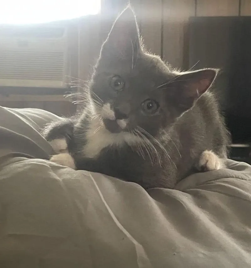 A baby medium-sized male Domestic Short Hair cat named Frankleen for adoption in Walled Lake, MI