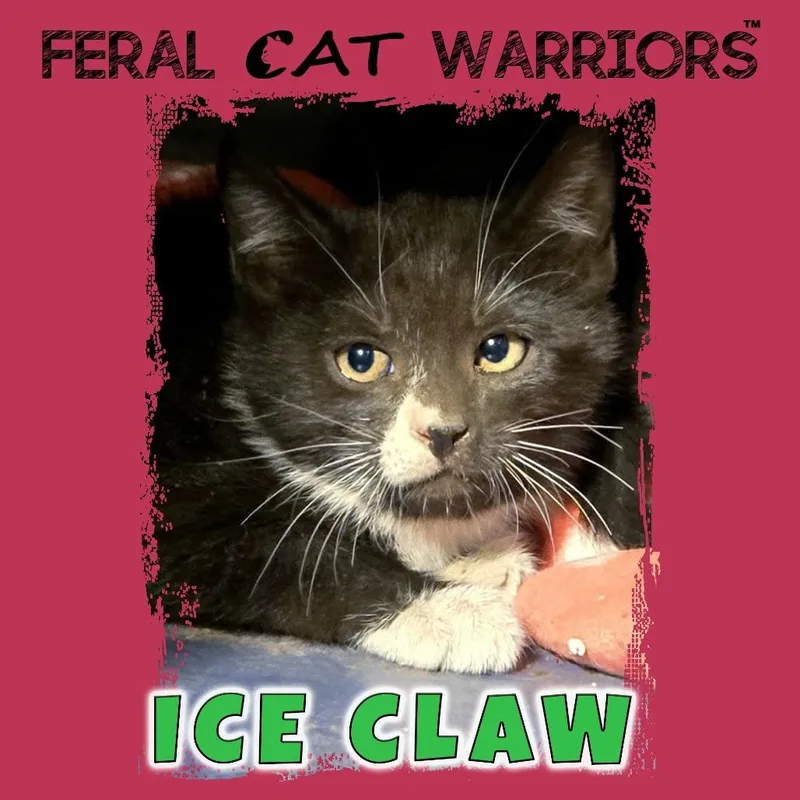 A baby small-sized female Black Domestic Short Hair cat named Ice Claw for adoption in Kingman, AZ