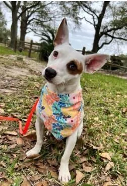A young medium-sized female Tricolor (Brown, Black, & White) Terrier dog named Nova for adoption in Silsbee, TX