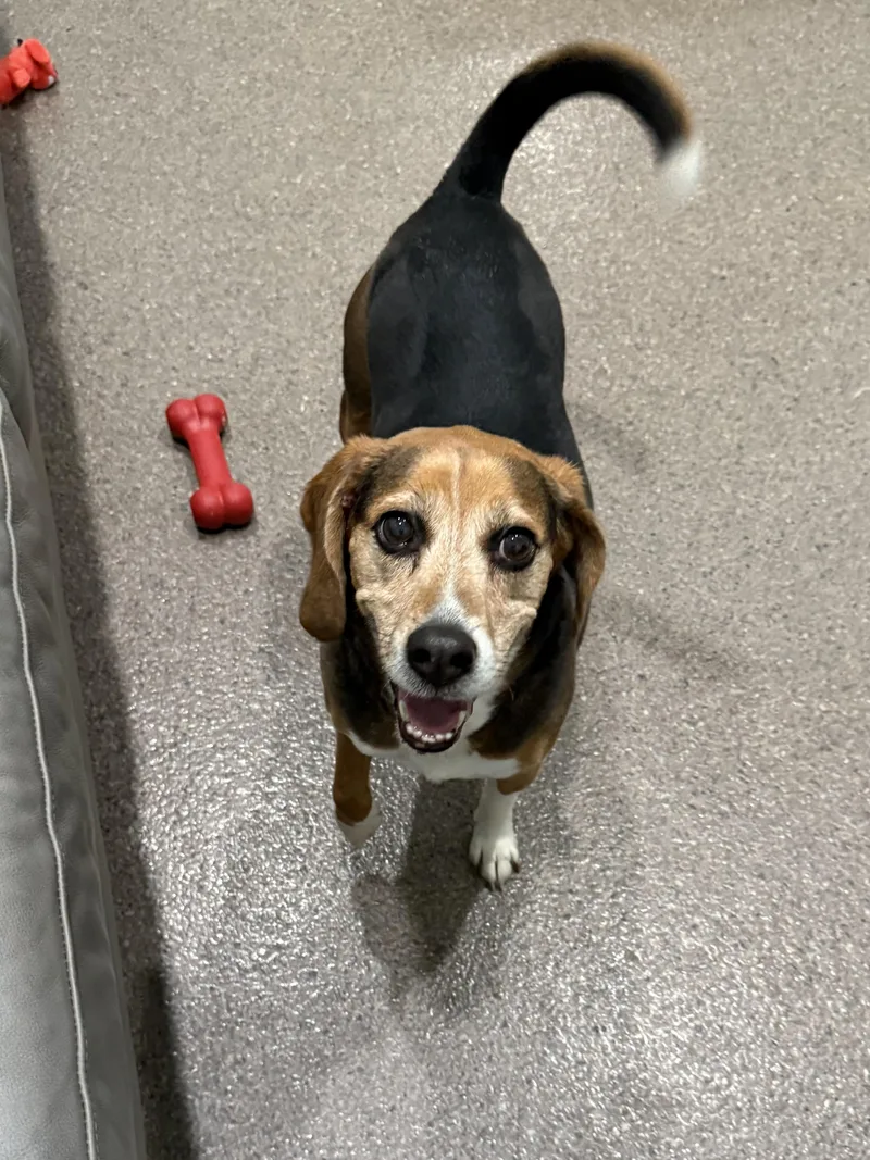 An adult medium-sized female Tricolor (Brown, Black, & White) Beagle dog named Riley for adoption in Sault Sainte Marie, MI