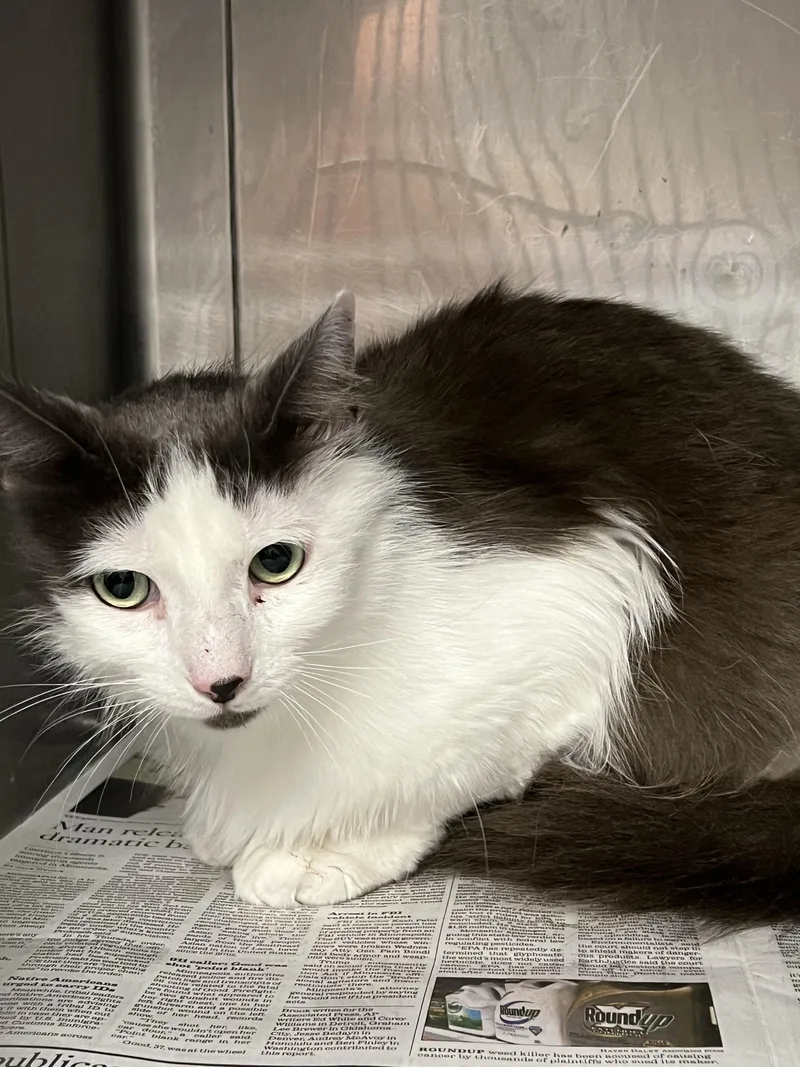 An adult medium-sized male Domestic Medium Hair cat named Mochi for adoption in Chatsworth, CA