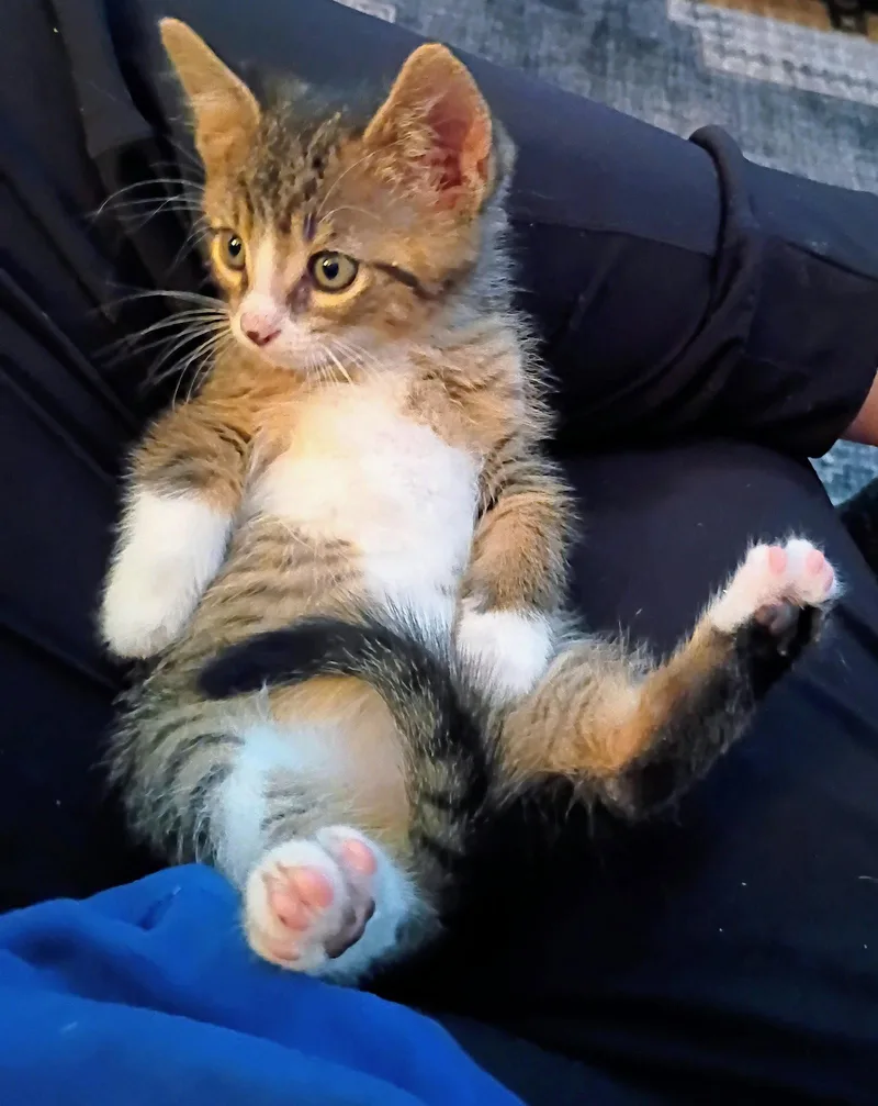 A baby medium-sized female Domestic Medium Hair cat named C Litter Midge for adoption in Livonia, MI
