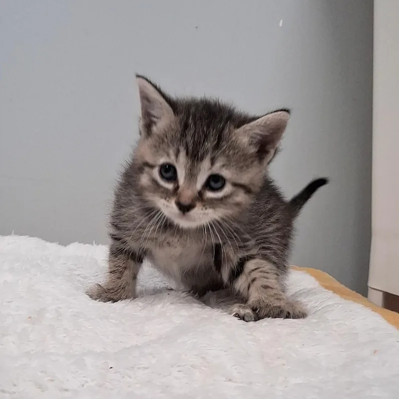 A baby medium-sized female Tabby (Gray / Blue / Silver) Domestic Short Hair cat named Piper for adoption in Charleston, SC
