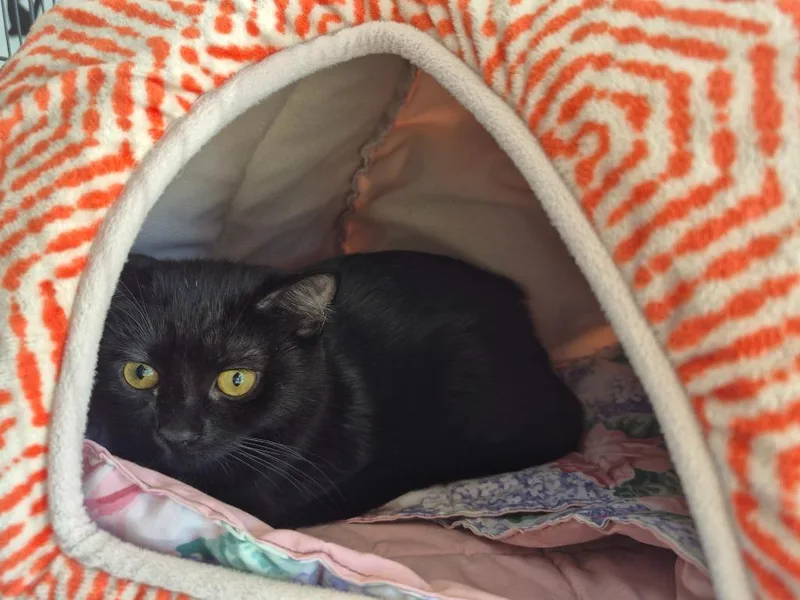 A baby medium-sized female Domestic Short Hair cat named Moshi for adoption in Cincinnati, OH